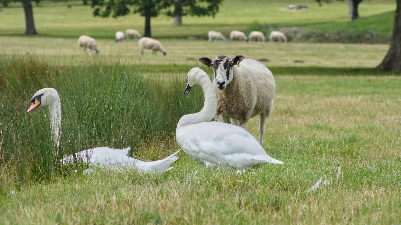 Goat & Swan