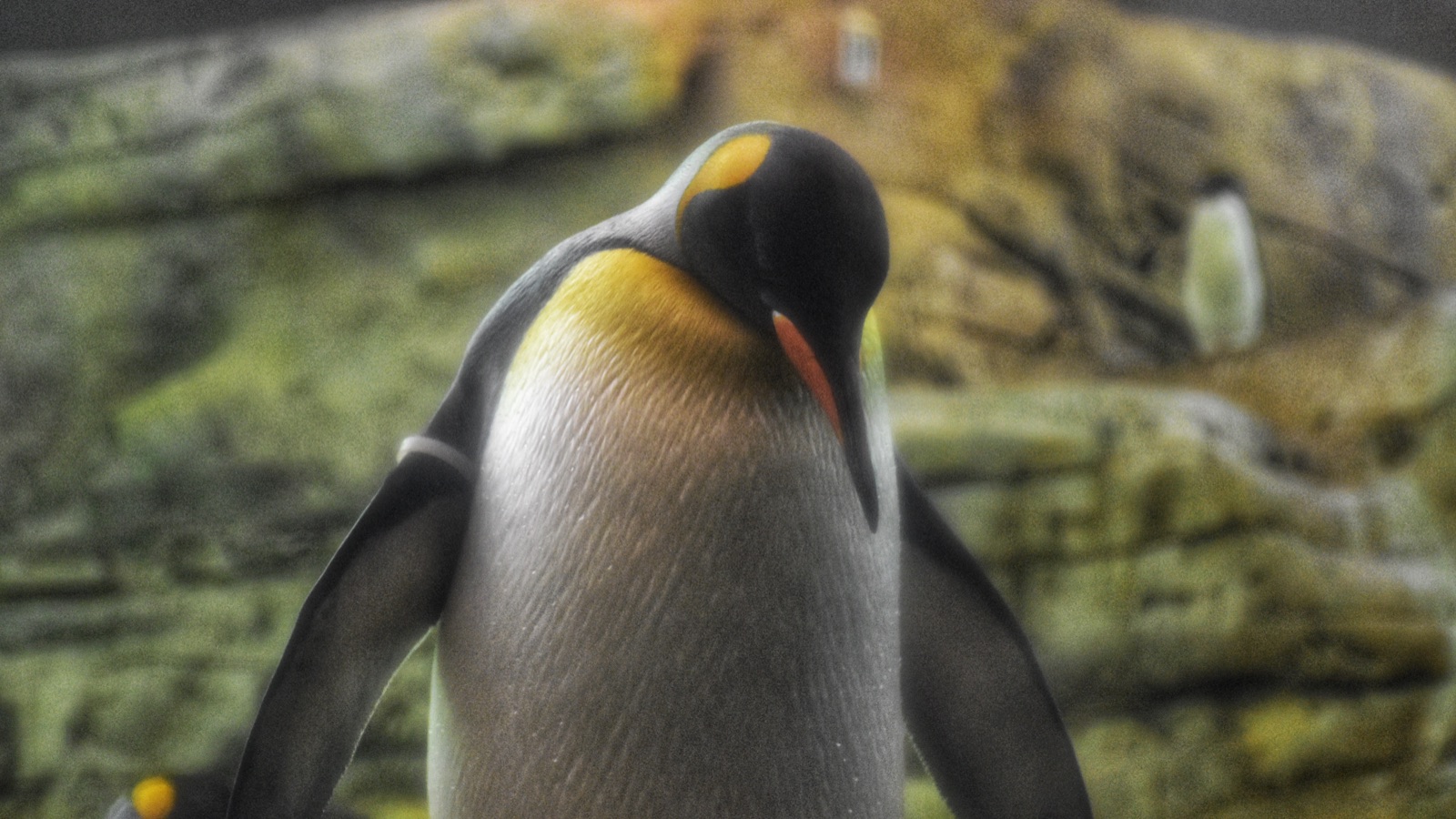King Penguin