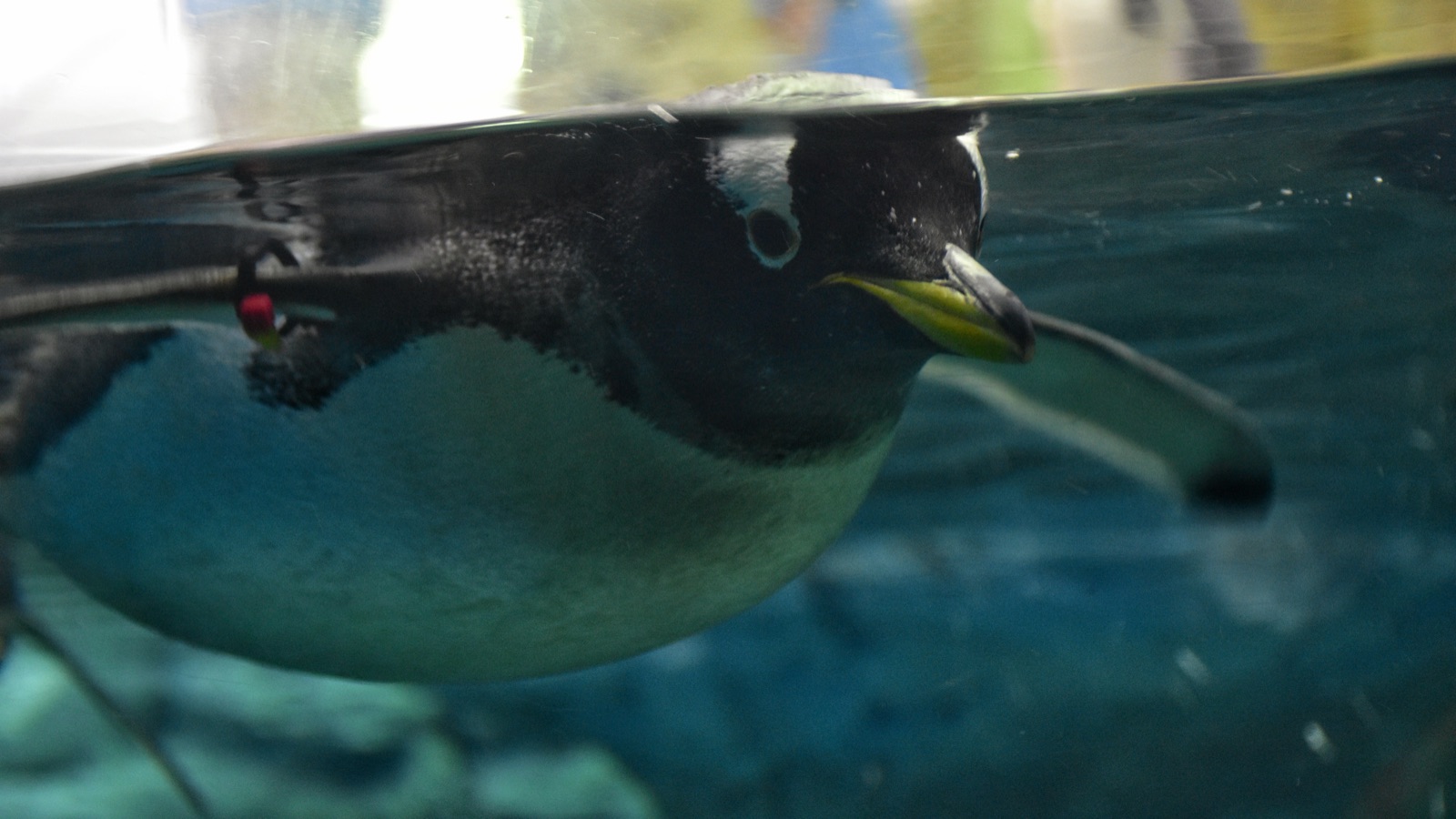 Penguin Underwater