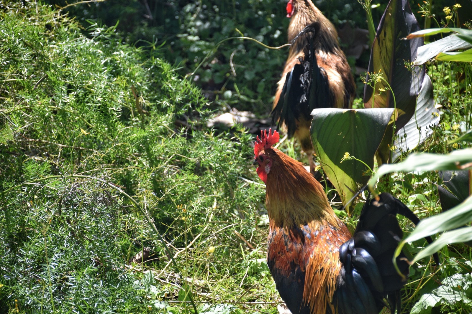 Wild Chicken